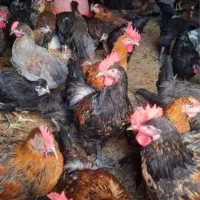 جوجه خروس محلی|حیوانات مزرعه|شیراز, شهرک سعدی|دیوار