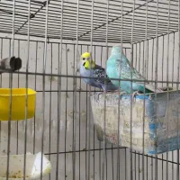 جفت مرغ عشق رینبو مولد