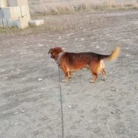 سگ پاکوتاه|سگ|گنبد کاووس, |دیوار