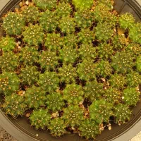 خزانه کاکتوس ژمینو|گل و گیاه طبیعی|تهران, ائمه اطهار|دیوار