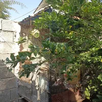 قفس بزرگ|لوازم جانبی حیوانات|بندرعباس, |دیوار