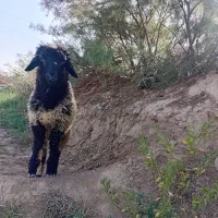 گوسفند نر وماده