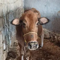 فروش چند راس گاو ابستن با گوساله|حیوانات مزرعه|ایذه, |دیوار