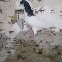کبوتر شصتی نر قلدر بدرنگ نر