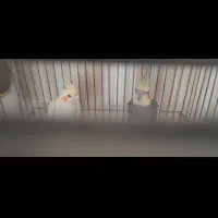 یک جفت عروس هلندی|پرنده|فیروزکوه, |دیوار