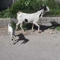 بز خارجی با کهره ی ماده