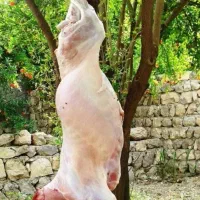 گوشت تازه بره وبیگ