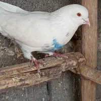 کفتر|پرنده|سیرجان, |دیوار