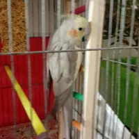 عروس هلندی 1 عدد نر