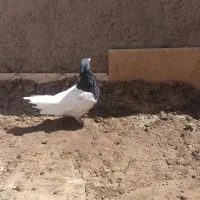 کفتر عتیقه کلکسیونی