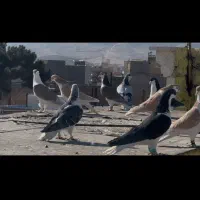 ۳۰تاسادع نر جوجه بوم درجه یک|پرنده|تربتحیدریه, داروپخش|دیوار