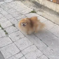 پ ماده چمپیون