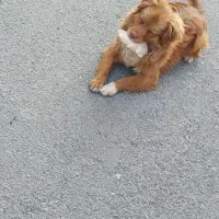 سگ پامر خرسی|سگ|کرج, احدآباد|دیوار