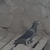 کبوتر نر چاپی امروز گرفتم