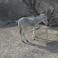 واگذاری الاغ دوساله