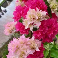 گل کاغذی رنگبندی کامل