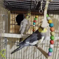 گرینچی جفت عروس هلندی