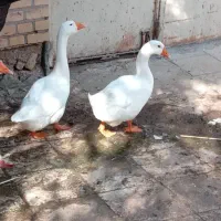 غوغاز وبوغلمو|حیوانات مزرعه|خرمشهر, |دیوار