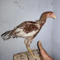 جوجه لاری اصل|حیوانات مزرعه|یزد, |دیوار
