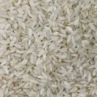 برنج چمپه محلی حوزه کبگیان