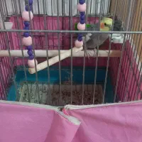 عروس هلندی نر|پرنده|شاهدشهر, |دیوار