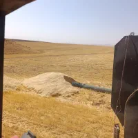 کاه دیم