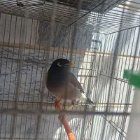 فروش انواع مرغ مینا نره ماده