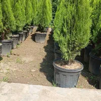 انواع درختچهای فضای سبز  و گل و گیاههای دائمی|خدمات باغبانی و درختکاری|تهران, باغ خزانه|دیوار