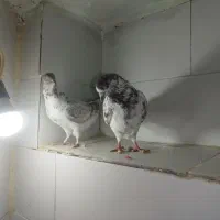 ۹ عدد کبوتر  خوب یکجا یک میلیون و ششصد