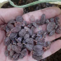 کشمش افتابی|خوردنی و آشامیدنی|شال, |دیوار