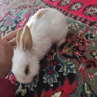 خرگوش نیمه لوپ|موش و خرگوش|گناباد, |دیوار