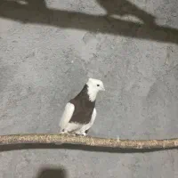 تعداد ۲۵ عدد کبوتر طوقی و دوکت