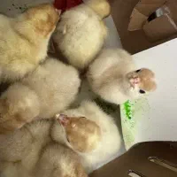 فروش جوجه بوقلمون بیوتی۶ فوق سنگین ۴۰کیلویی