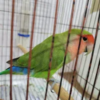طولی برزیلی|پرنده|شادگان, |دیوار