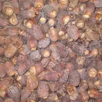 خرما شکلاتی بریم