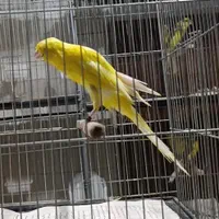 قناری رسمی بلند