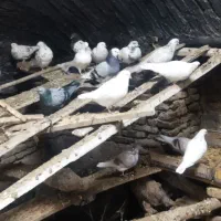 کفتر کاشونی تهرونی پاکستانی