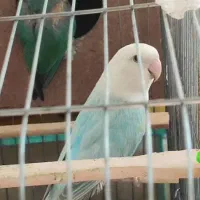 طوطی برزیلی