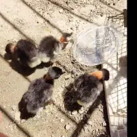 جوجه
