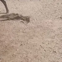 تهداد چند راس میش نژاد دار