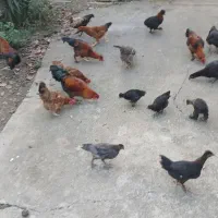 فروش مرغ و خروس محلی