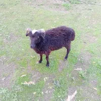 بره نر سرحال بالای ۲۰ کیلوی ۱۰ میلیون قیمت اخر|حیوانات مزرعه|نوشهر, |دیوار