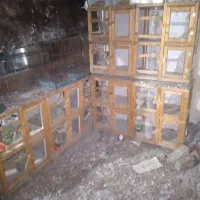 جفت کن کبوتر۱۵۰تومن
