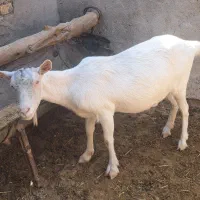 بز سانن|حیوانات مزرعه|گرمسار, |دیوار