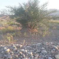 نهال خرما پیارم (پاجوش پیارم)