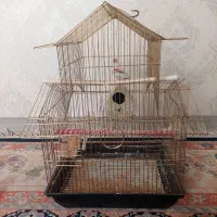 پرنده