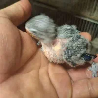 جوجه کوتوله فیشر|پرنده|تربت جام, پاسداران|دیوار