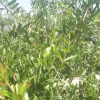 فروش باغ