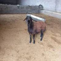 بره قورچی قره قزل داشتی|حیوانات مزرعه|خانمیرزا, |دیوار