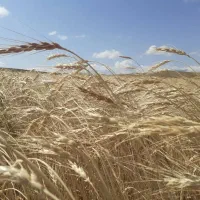 گندم بوجاری شده توخوملوخ